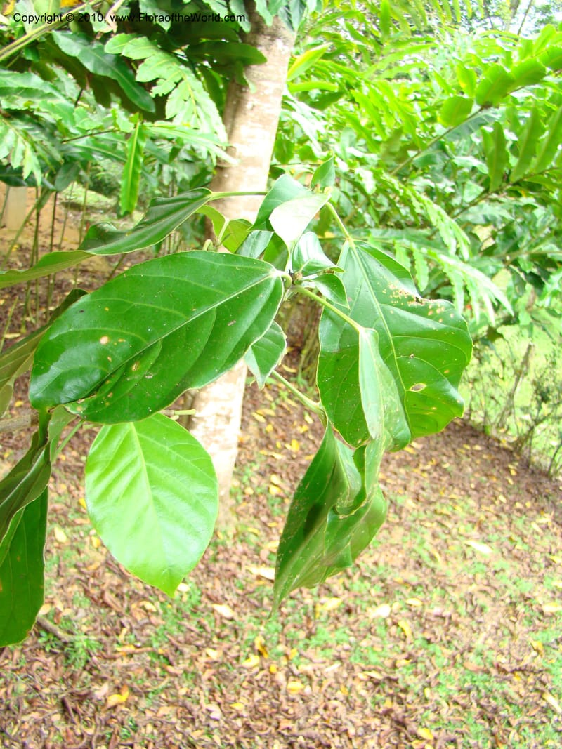 Dendropanax, B. Hammel 24708--Costa Rica. Prov. Limon. Selva Bananito Lodge. 13 Apr 08. 276 (2).jpg