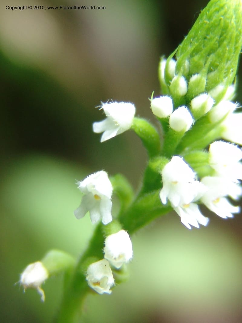 Habenaria, Croat 95988--Ecuador. Edo. Pichincha. Ca 11 km, La Union-Chiriboga. 17 Mar 06. 003 (9).jpg