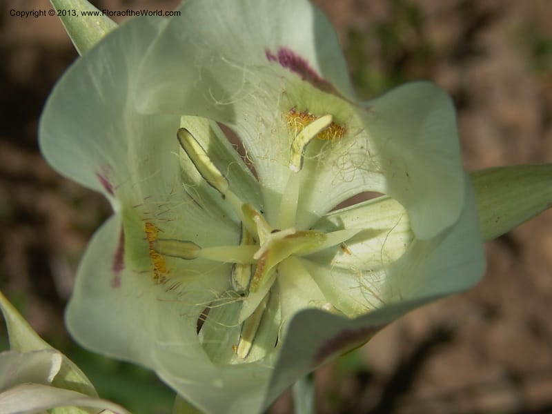 Calochortus eurycarpus, CDavidson11122--ID. Adams Co. For. Serv. Rd. 453, to Goose Lk. 20 Jul 07. 277.jpg