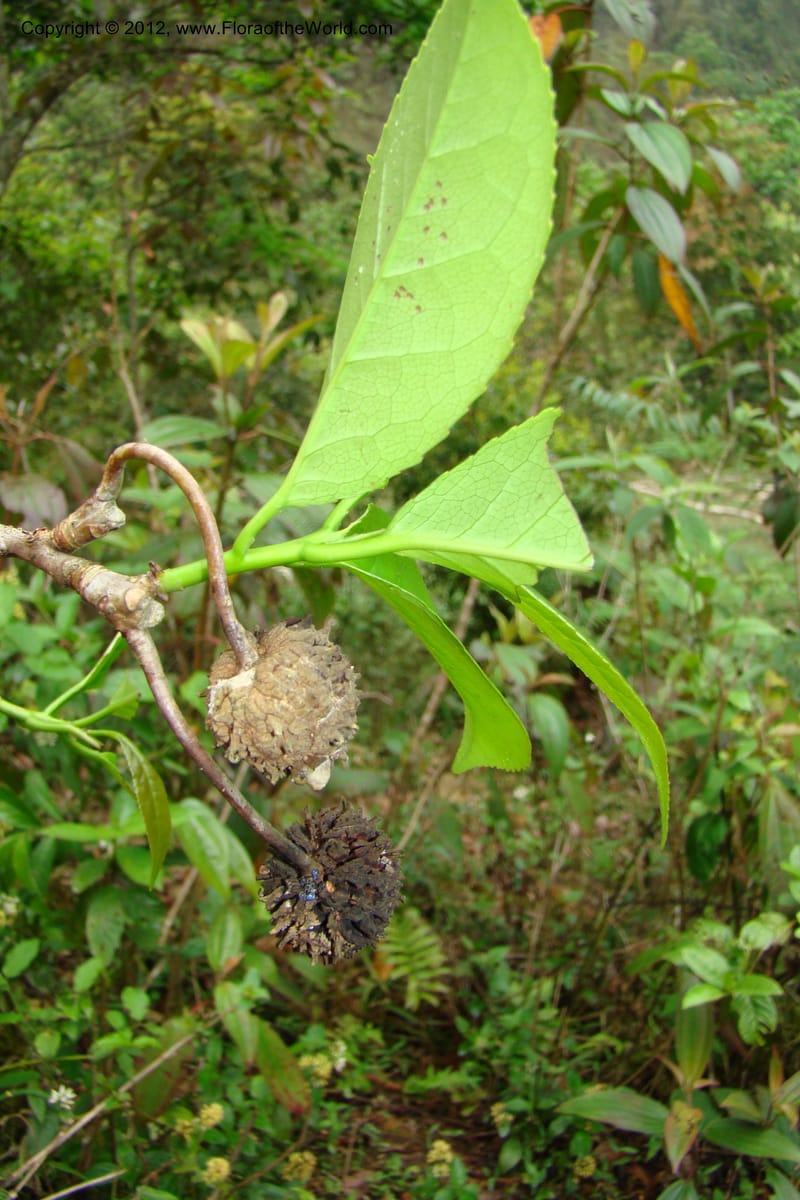 Altingia siamensis, Regalado 1662--Viet Nam. Hoang Lien Son. 7 Apr 09. 129 (12).jpg