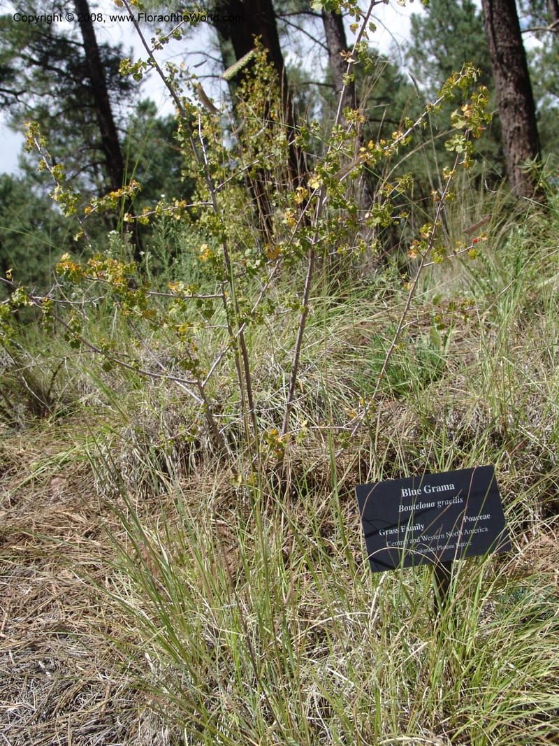 Boutelous gracilis--AZ. Arboretum at Flagstaff. 3 Sep 04. 235.jpg