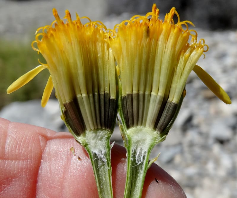 Adenophyllum cooperi, Davidson, C 13174--California, Mojave Nat'l Pres., 23 Apr 2016  8559 (1).JPG