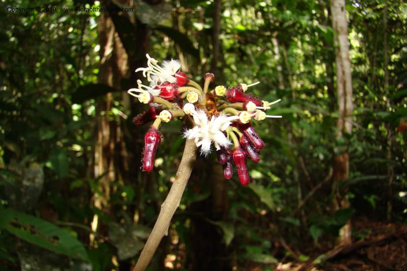 Angostura, RVasquez35042--Peru. Loreto. Dto. Iquitos. Res. Allpahuayo-Mishana. 19 Nov 08. 280.jpg
