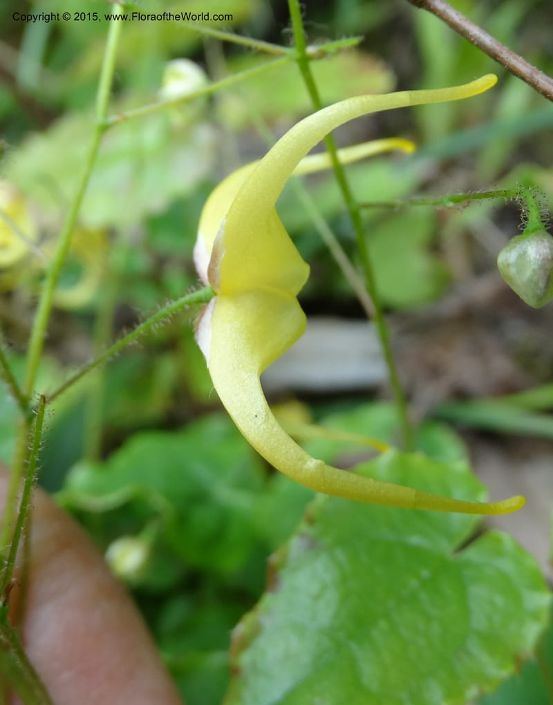 Epimedium, Boufford, D 43586--China. Sichuan. Tudiling Tunnel. 6 May 2014. DSC03860 (200).JPG