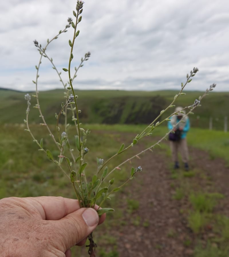 Myosotis stricta, C. Davidson 13755--Oregon. Wallowa Co. Zumwalt.Trail Cr. Rd. 4 Jun 2018. DSC04078 (192).JPG