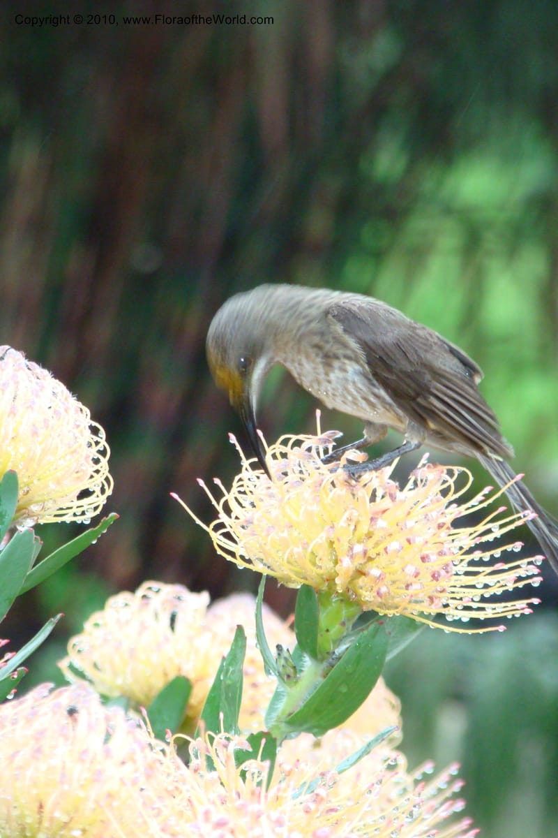 Leucospermum gueinzii--South Africa. Kirstenbosch Bot. Gard. 21 Aug 09. 067 (4).jpg