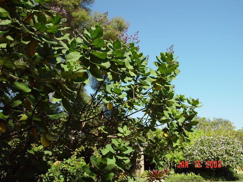 Wiganda urens,  89603A--FL, Fairchild Trop. Garden. SRC15 Jan 03. 044.jpg