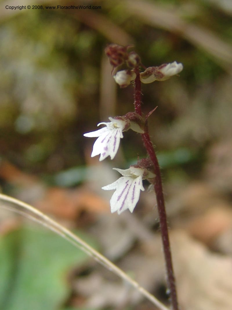 Holothrix holoceras--So.Africa. Mpumal. Buffelskloof Private Nat. Res. 17 Mch 05. 395.jpg