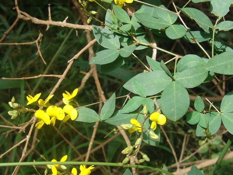 Argyrolobium tomentosum--So.Africa. Mpumal. Moodie Mts.  18 Mch 05. 467.jpg
