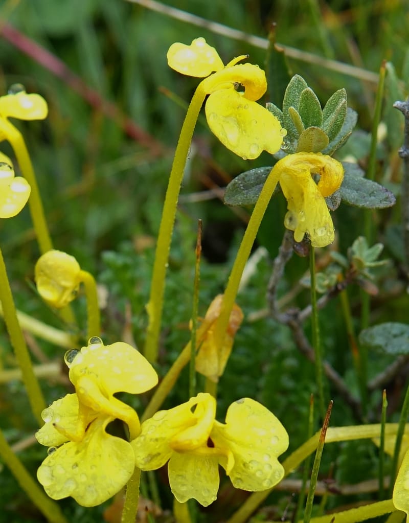 Pedicularis, C. Davidson 13785--China. Sichuan. Daocheng Xian. 14 Aug 2017. DSC05676 (16).JPG