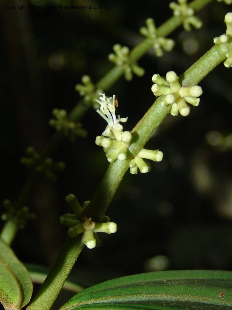 Miconia affinis, AAraujoM1253--Bolivia. Pq. Nac. Madidi. Chalalan. Send. Wabucuru. 30 Nov 04. 002.jpg