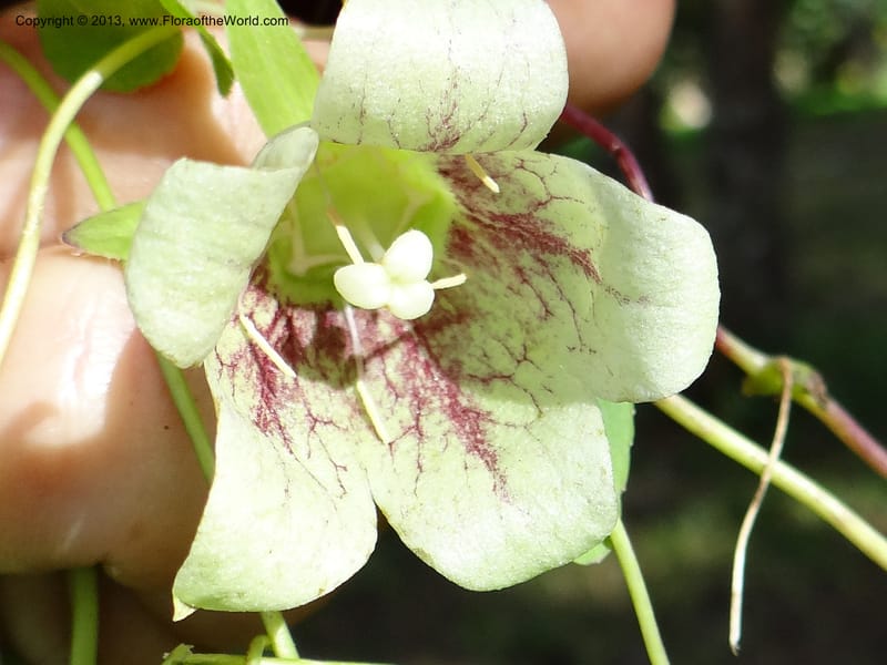 Codonopsis, VC 5577--Thailand. Chiang Mai. Doi Chiang Dao. 11 Nov 2012. DSC08648 (229).JPG