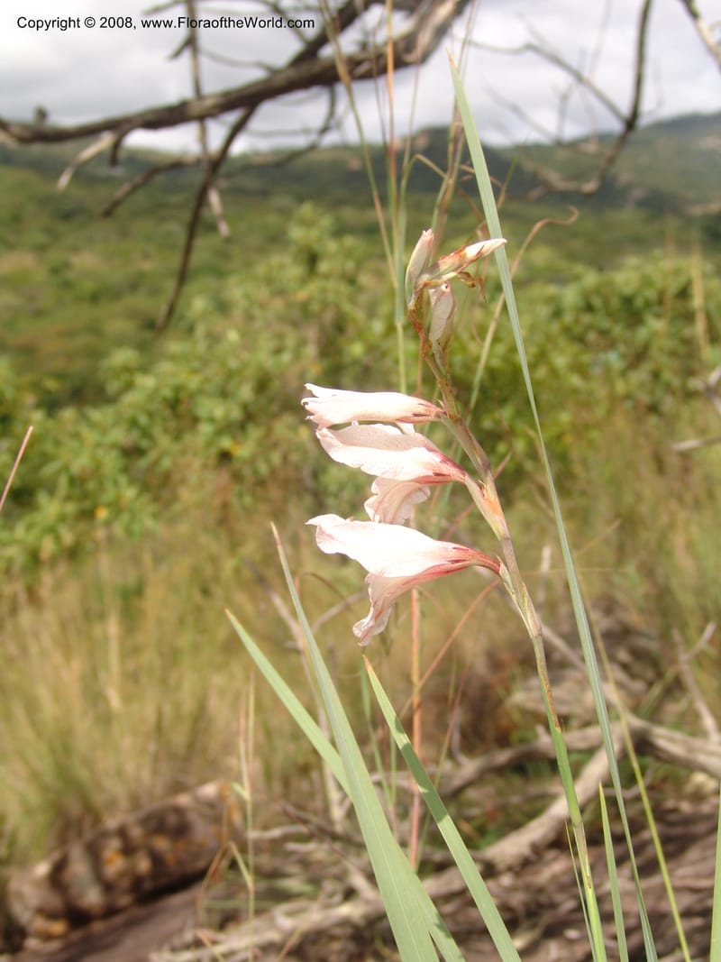 Gladiolus hollandii--So. Africa. Mpumalanga. Karino. Whyte Thorne Garden. 19 Mch 05. 278.jpg