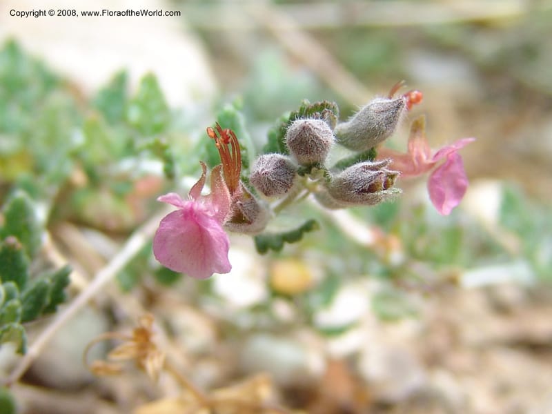 Teucrium divaricatum--Crete. Ep. Kisamos. Sirikari Gorge. 25 May 05. 255.jpg