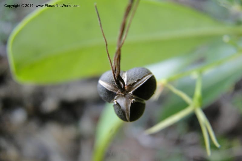 Cleidion, J. Munzinger 65 81--New Caledonia. Mine St. Louis Boulinda. 18 Feb 2011. 116 (10).jpg