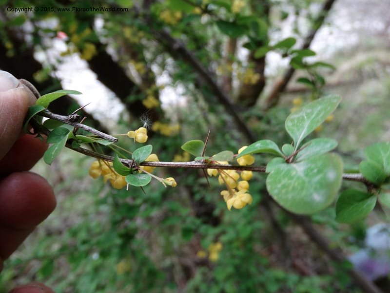 Berberis, Boufford, D 43610--China. Sichuan. ShaShiDuo. 8 May 2014. DSC04232 (219).JPG