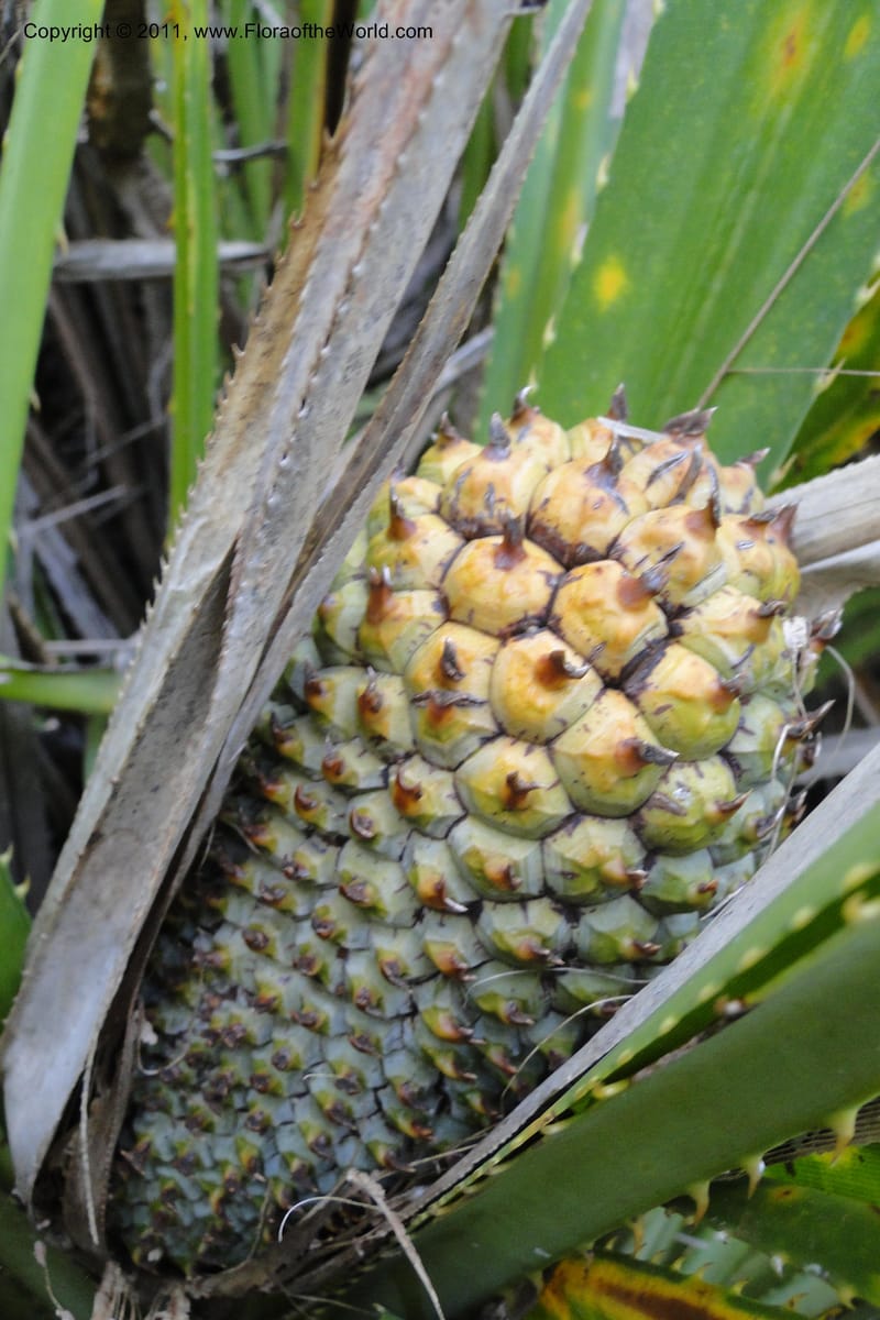 Pandanus urophyllus, Regalado 1955--Viet Nam. Forest Block 19. 15 May 2011. 019 (4).jpg