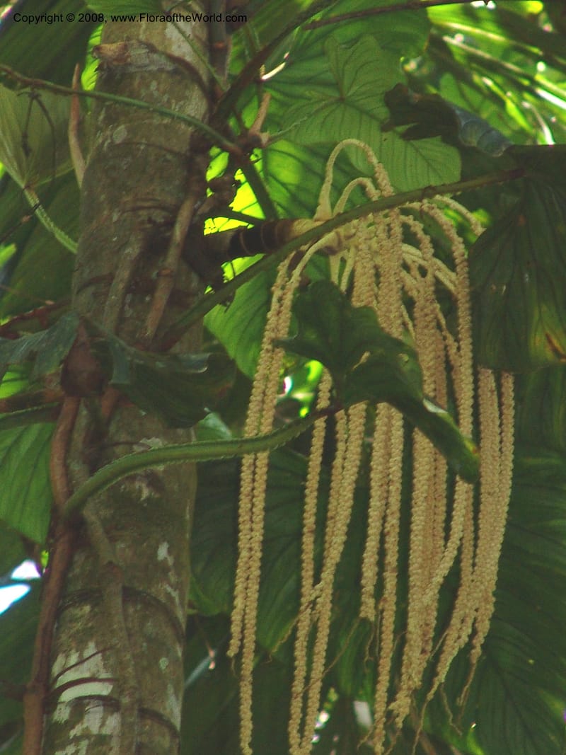 Socratea exorrhiza, not coll.--Bolivia. Pq. Nac. Madidi. Chalalan. Sendero Wichi. 25 Nov 04. 003.jpg