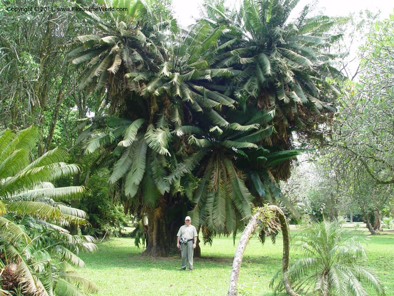 Cycas thouarsii--Cameroon. Limbe Botanic Garden. 4 Dec 03. 135.jpg
