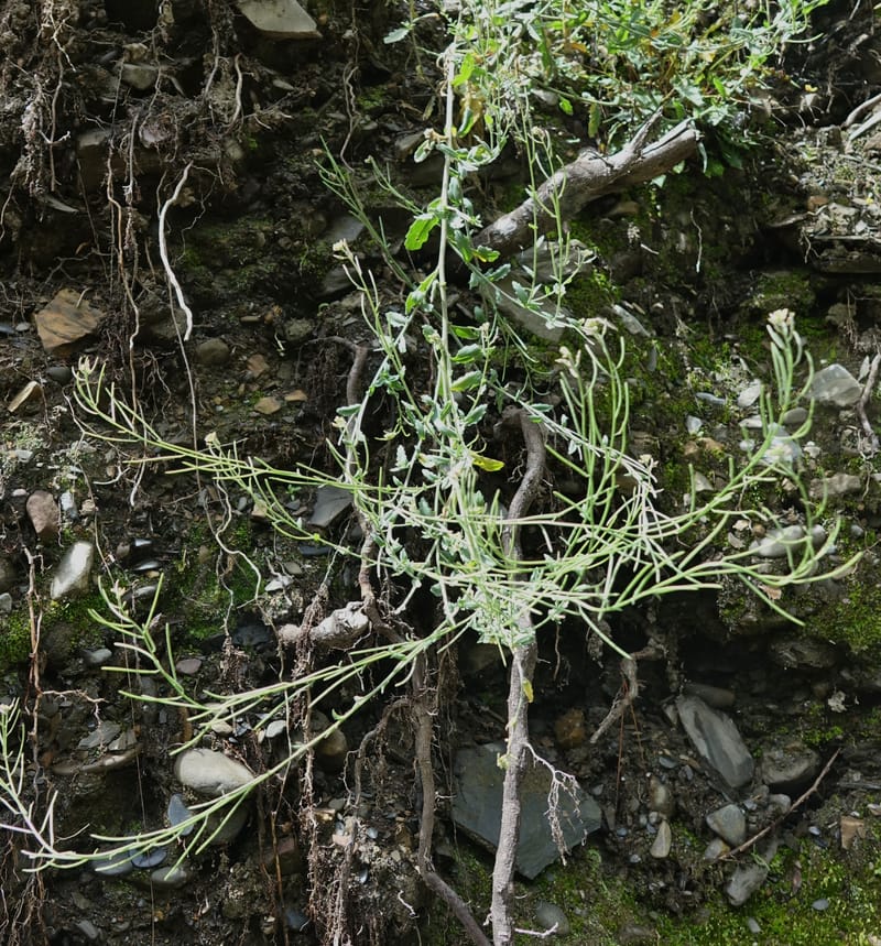Arabis pycnocarpa var. pycnocarpa, D. Boufford 44001--China. Sichuan. Yibailingba-gou. 12 Aug 2017. DSC04660 (135).JPG