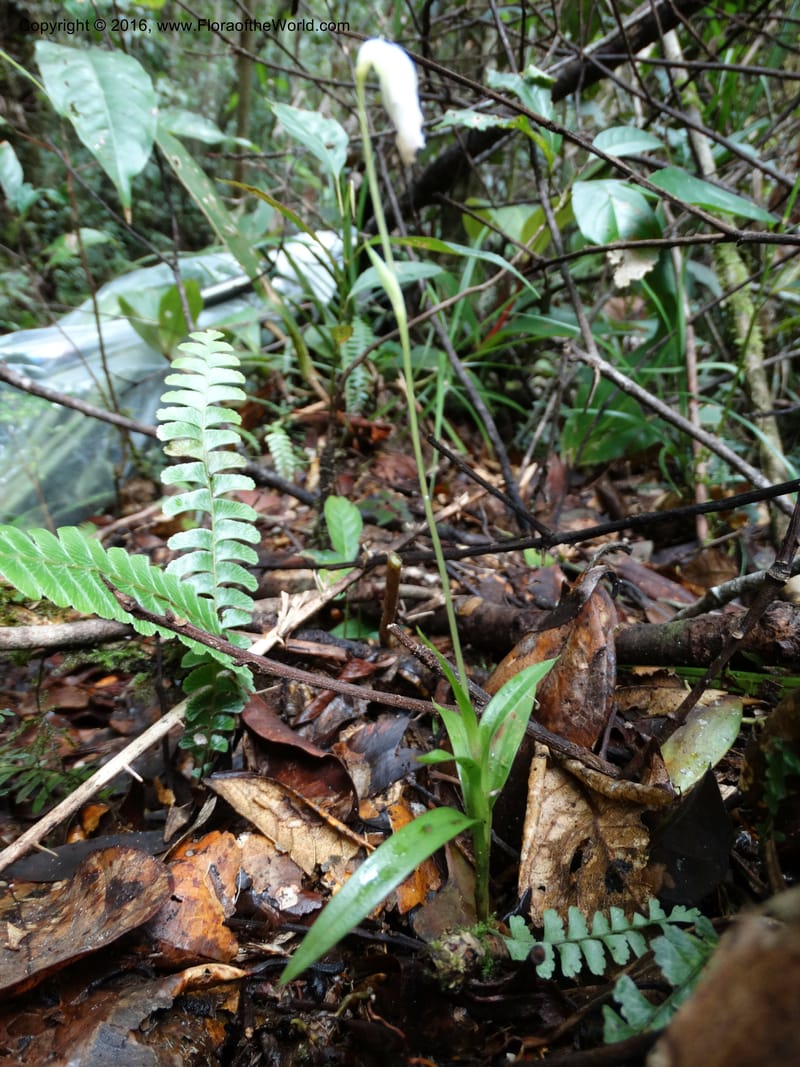 Burmannia longifolia, Davidson, C 12739--Sabah. Mt. Kinabalu. Bundu Tuhan Trail. 11 Oct 2014. DSC04153 (115).JPG