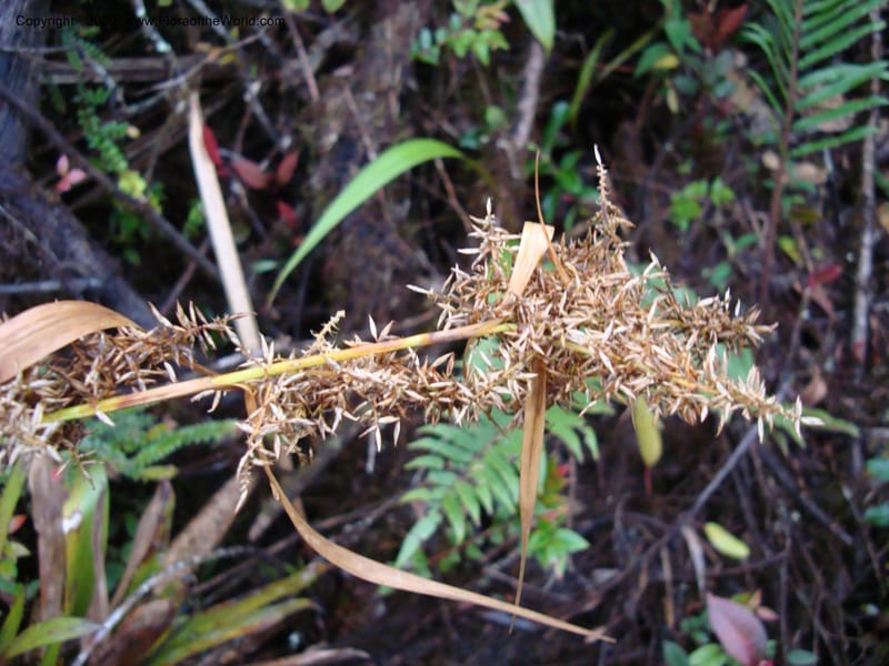 Rhynchospora, D. Neill 16004--,Ecuador.Prov.ZamoraC.ResTapichalacaQueb.Onda 25 Sep 2007 151 (3).jpg