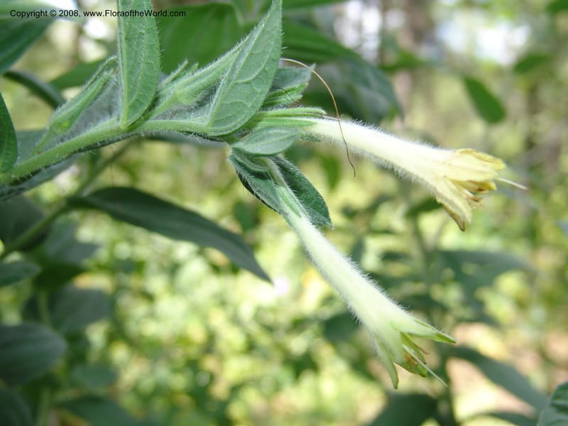 Macromeria viridiflora--AZ.  Arboretum at Flagstaff. 3 Sep 04.  095.jpg