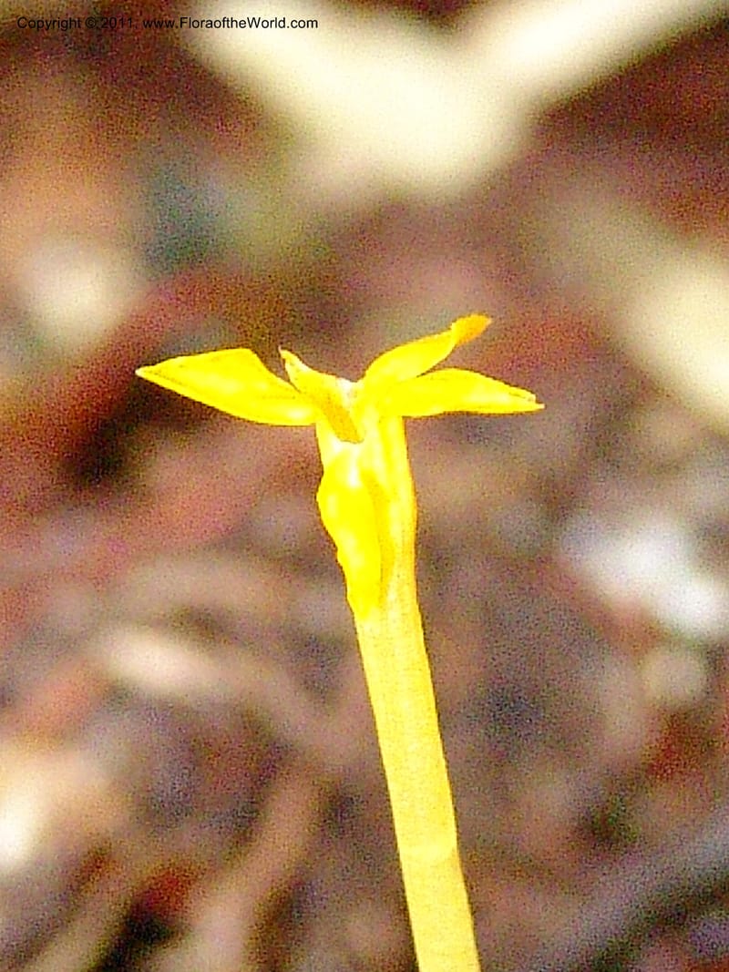 Voyria, RVasquez31547--Peru. Prov. Oxa. Estac. Paujil. Send. El Mirador. 16 Oct 06. 240.jpg