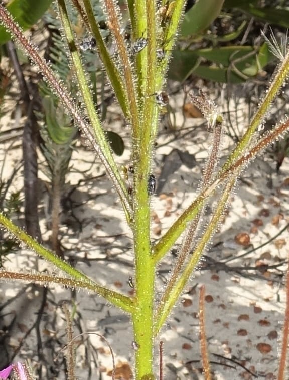 Byblis lamellata, Davidson, C 13426--Australia. W.A. Green Head-Coorow Rd. Stop 2. 24 Oct 2016. DSC04873 (54).JPG