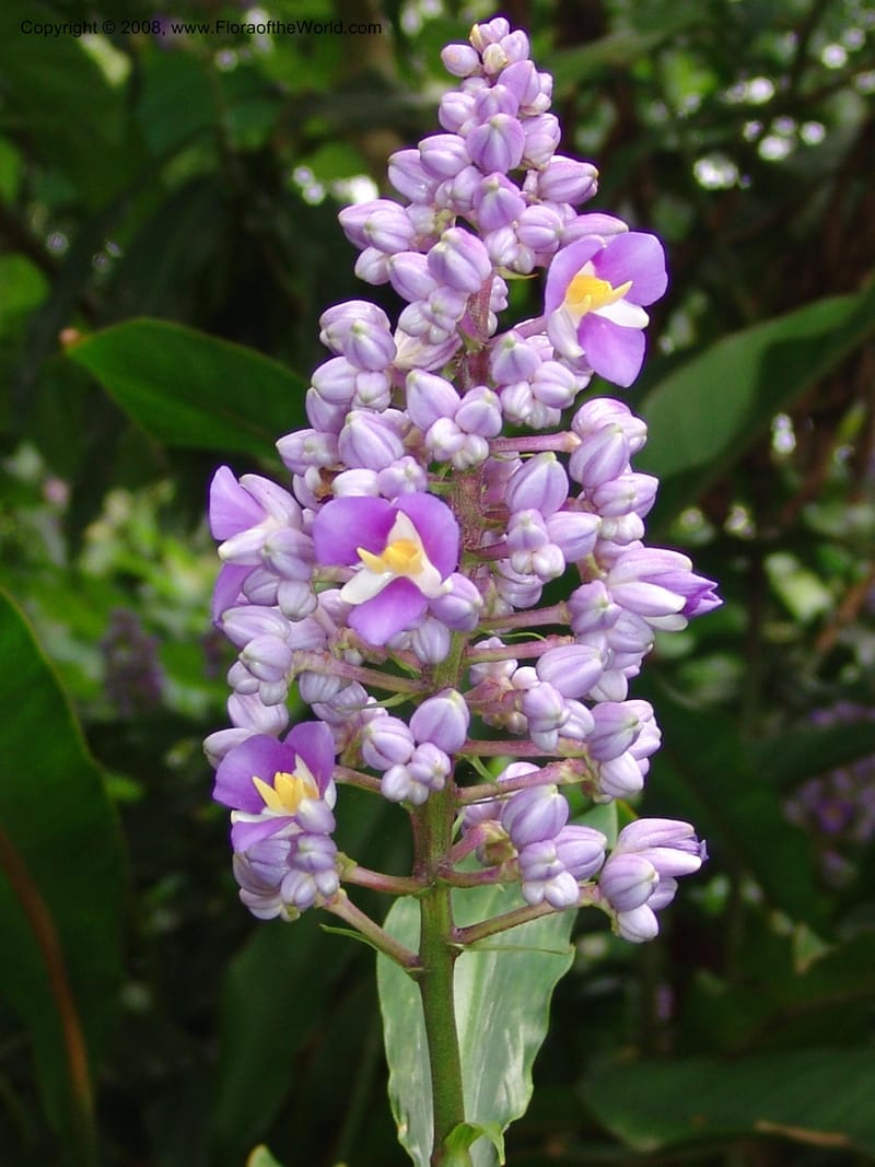 Dichorisandra  thyrsiflora--So. Africa. Durban Bot. Garden. 14 Mch 05. 151.jpg