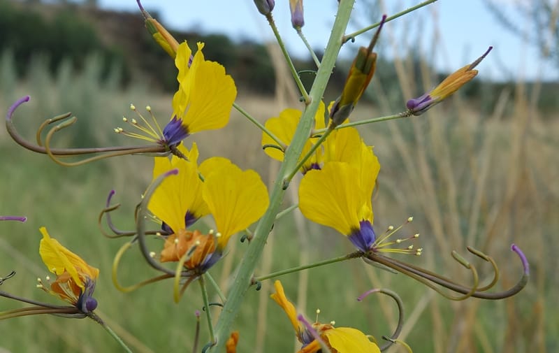 Cleome angustifolia subsp. diandra, L. Nanyeni 1140--Namibia. Avis Dam. 15 Mar 2018. DSC00541 (5).JPG