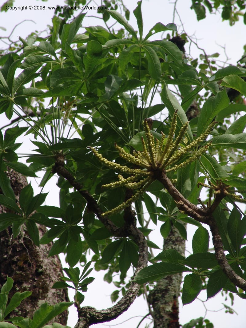 Cussonia arborea, PEzrom275--Tanz. Ca 10 km N of Mahenge. 18 Feb 06. 058.jpg