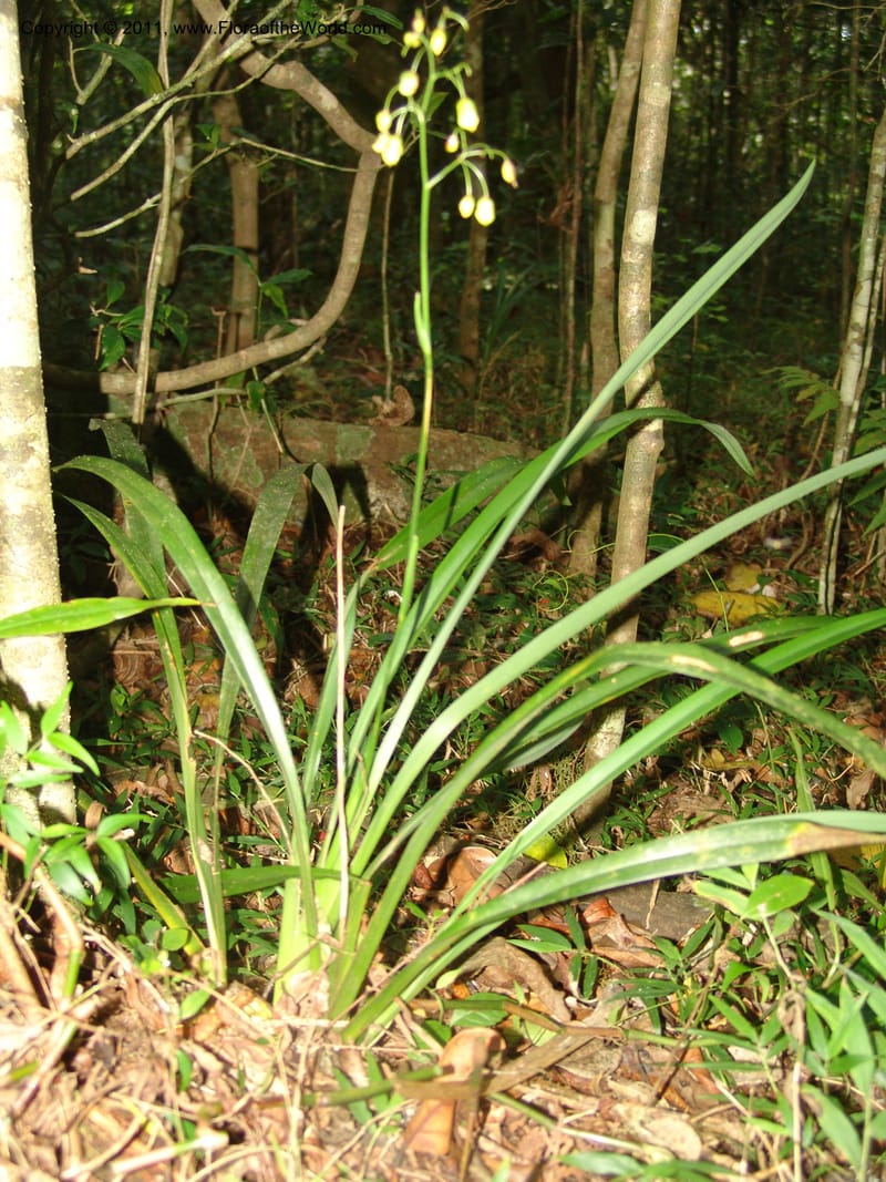 Dianella ensifolia, ROR1594--Madag. Parc Nat. Montagne d'Ambre. 11 Nov 06. 279.jpg