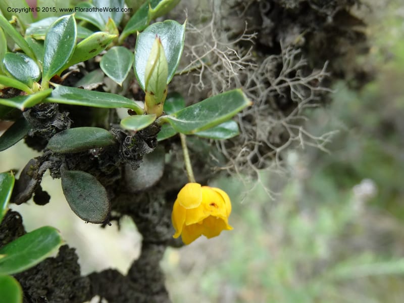Berberis lutea, Ulloa, C 2493--Ecuador. Cotopaxi. 23 Apr 2015. DSC02466 (291).JPG