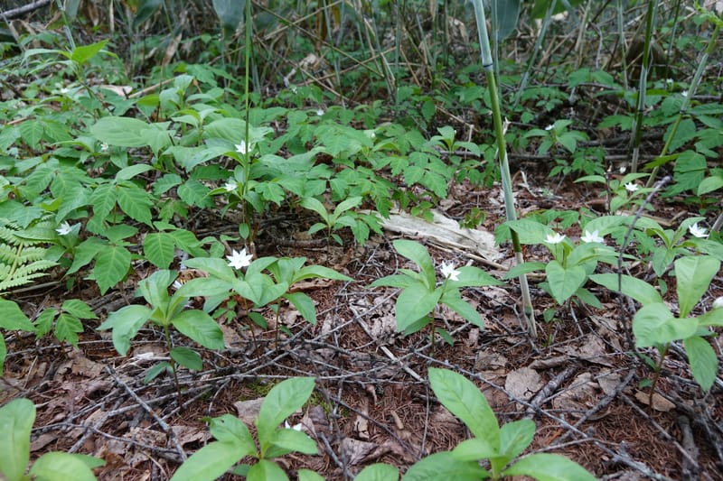 Trientalis europaea--Japan. Niigata. Sasagamine. Yu Memidaira. Forest Therapy Trail. 28 May 2016. DSC04970 (240).JPG