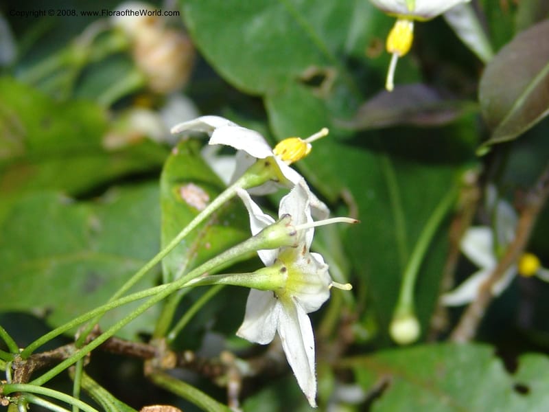 Capsicum, N.Martinez583--MX. Chiapas.  Sendero a Res. Biosph. El Triunfo . 12 Nov 04. 009.jpg