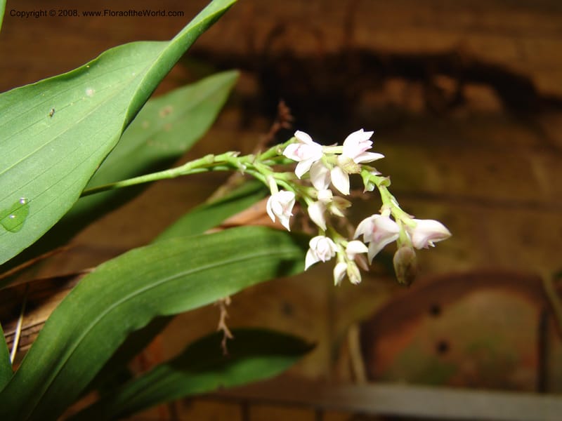 Polystachya cultriformis--Kenya. Nairobi Bot. Gard. 12 Jul 04. 179.jpg
