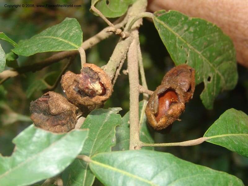 Cola greenwayi--So.Africa. Mpumal. Moodie Mts.  18 Mch 05. 377.jpg