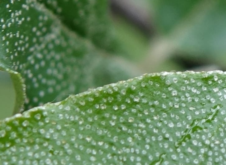 Elaeagnus umbellata, Tseng Yu-Hsin 1323--Taiwan. Dayaling jct on Highway 7. 21 May 2016. DSC03612 (18).JPG