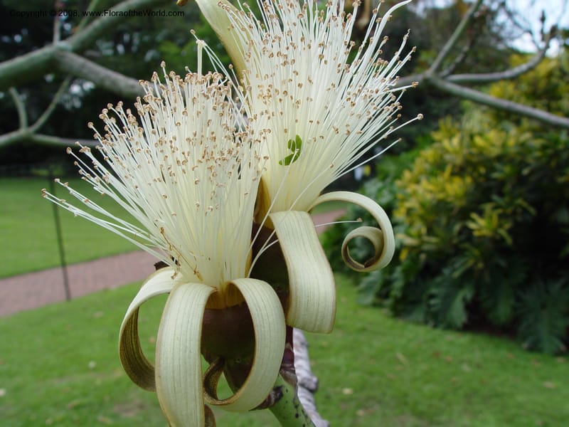 Pseudobombax ellipticum--Durban Botanic Garden. 28 Sep 03. 134.jpg
