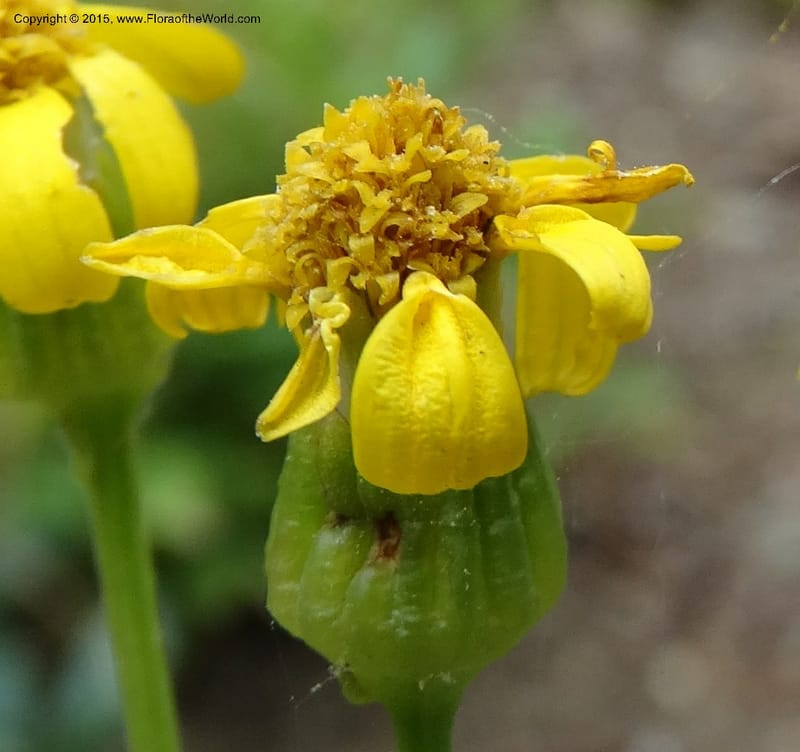 Senecio cymbalarioides, Davidson, C 12633--ID. Idaho Co. Seven Devils Campground. 11 Aug 2014. DSC00412 (102).JPG