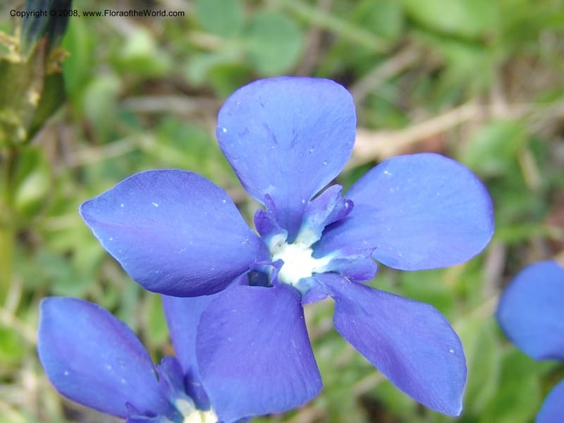 Gentiana angulosa--Georgia. Kazbeki . Trail-road to Sameba Church. 2 Jun 05. 543.jpg