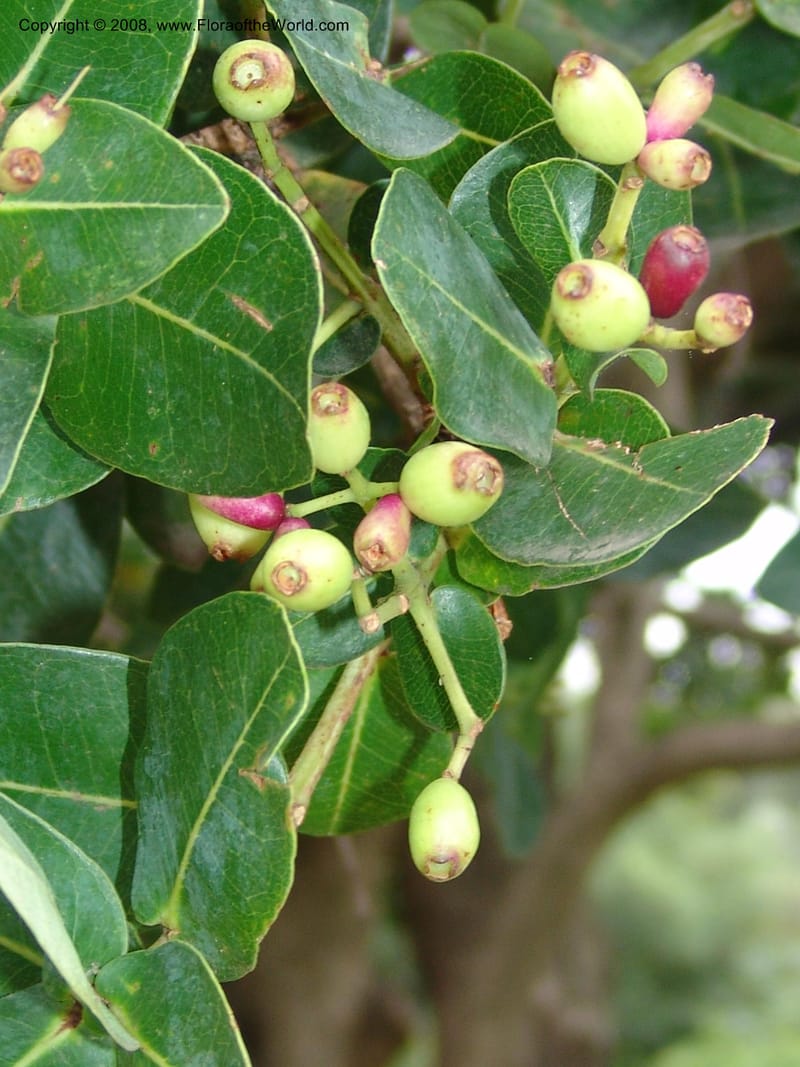 Syzygium cordatum--So. Africa. Durban Bot. Garden. 14 Mch 05. 076.jpg