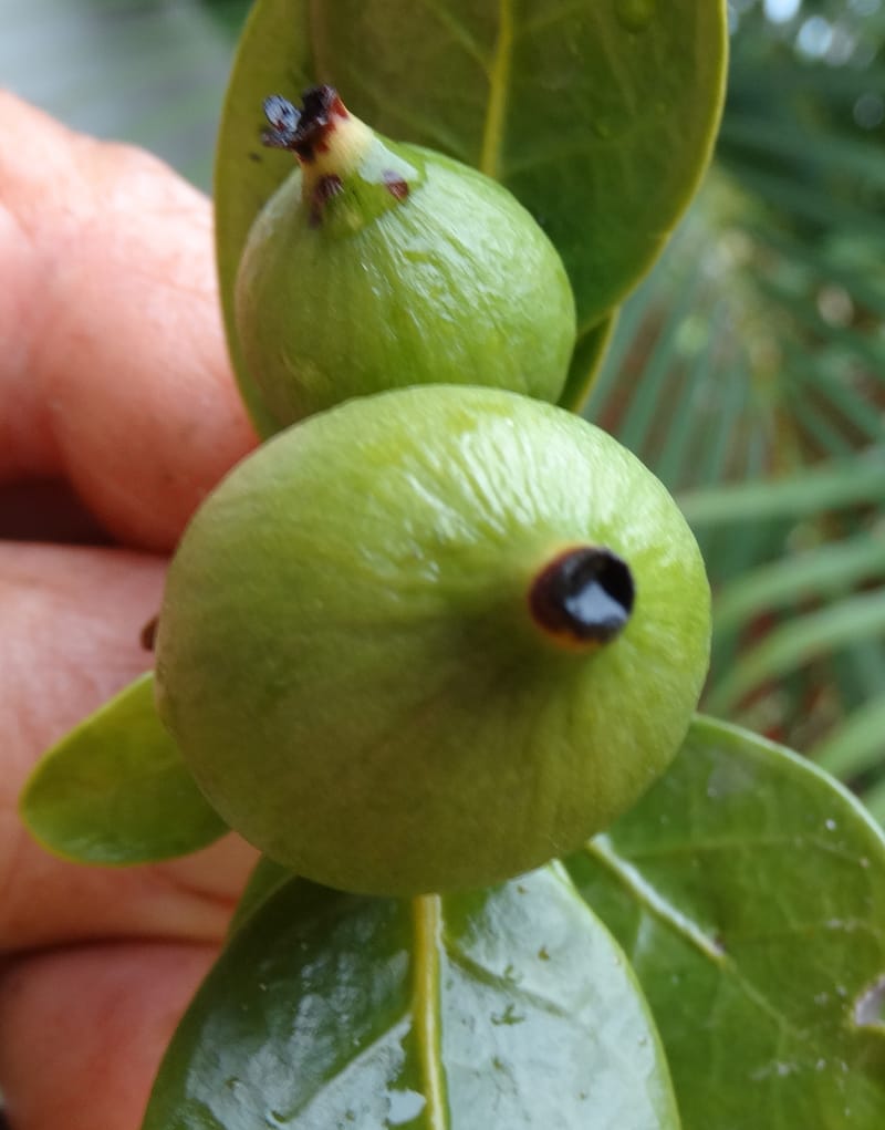 Atractocarpus, Lowry, P 7408A--New Caledonia. Plateau de Tiea. 18 Nov 2015. DSC03758 (54).JPG