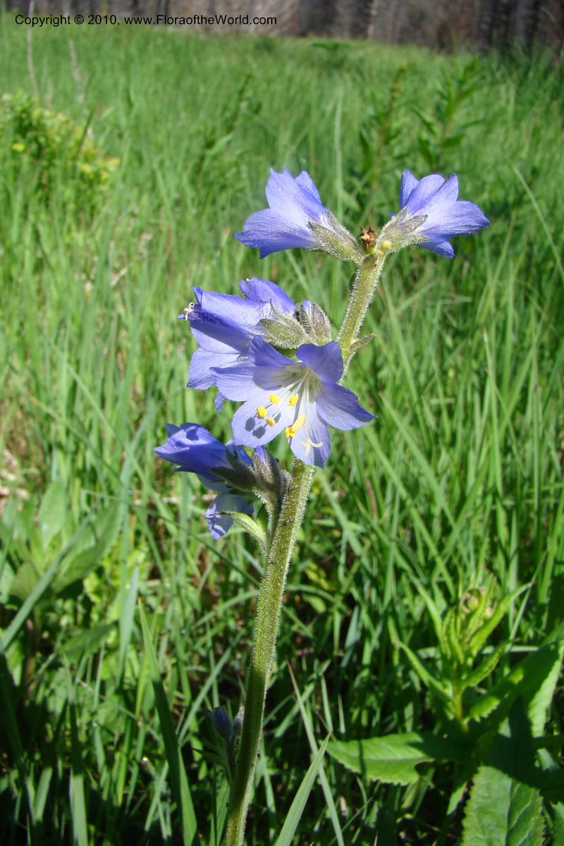 Polemonium occidentale, C. Davidson 11458--ID. Valley Co. Warm Lake. 16 June 2009. 024.jpg