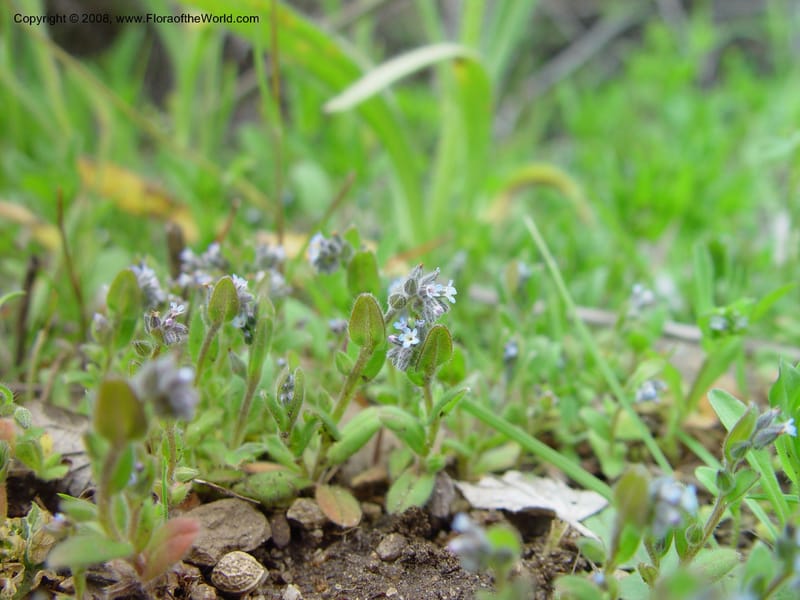 Myosotis micrantha--ID. Boise Co. 2 mi N of Horseshoe Bend,  Hwy 55. 27 Apr 03. 061.jpg