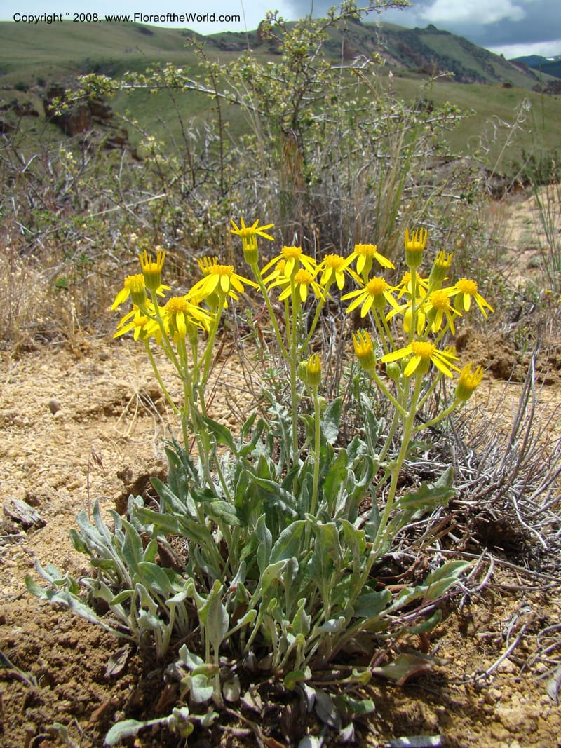OR. Malheur Co. Leslie Gulch. 1 Jun 08. 255.jpg