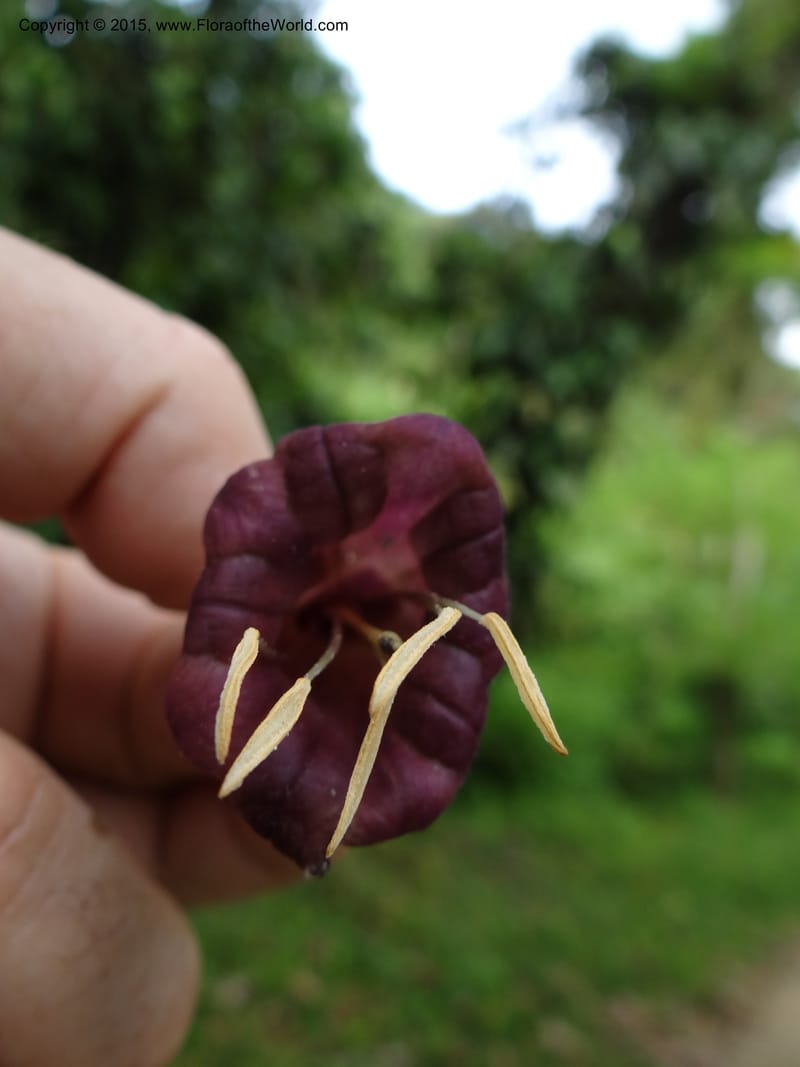 Merinthopodium neuranthum, Hammel 26105--Costa Rica. Road into Ranchos Tinamu. 3 Mar 2012. DSC03548 (107).JPG