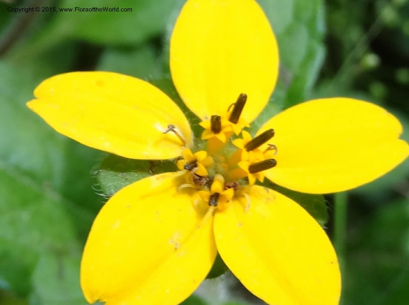 Chrysogonum virginianum, Davidson, C 13044--South Carolina. Oconee Co. Brasstown Cr. 19 May 2015. DSC06413 (11).JPG