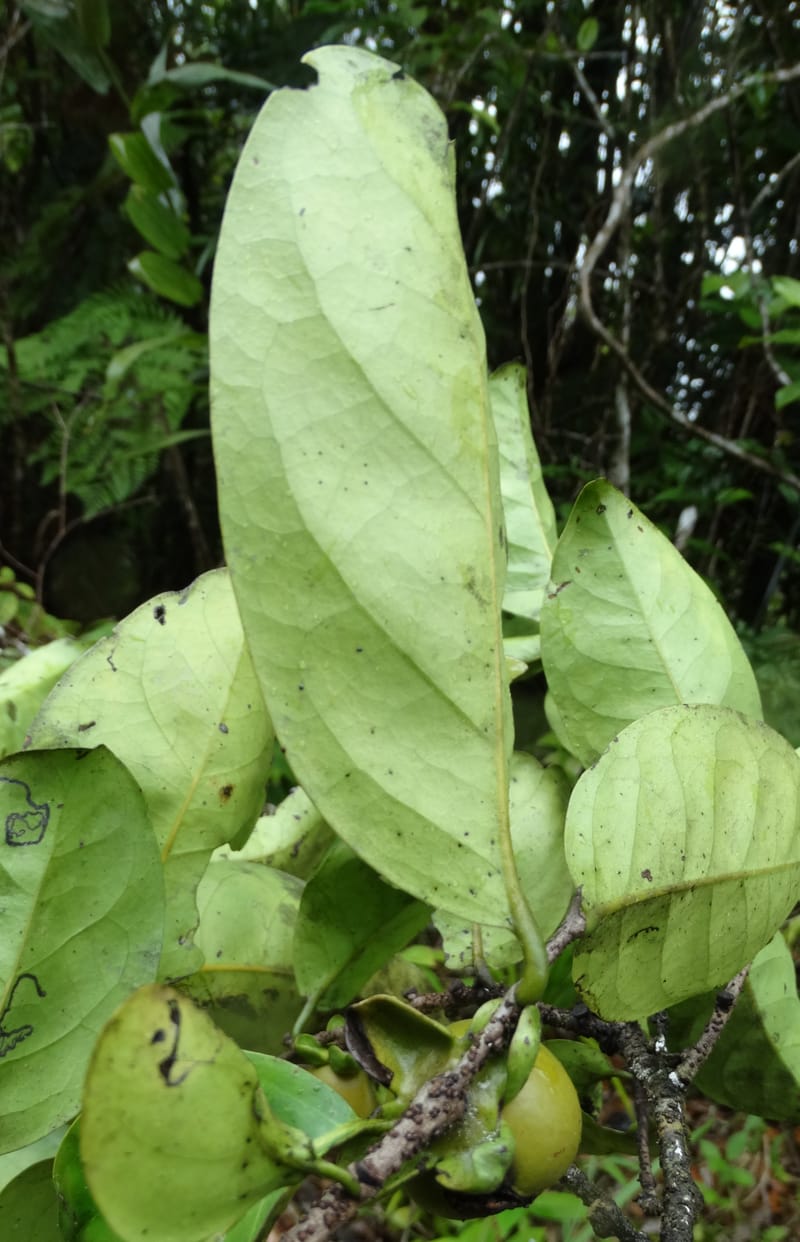 Diospyros, Plunkett, G. 3195--Fiji. Across the road from Waisali RF. 8 Nov 2015. DSC00330 (168).JPG